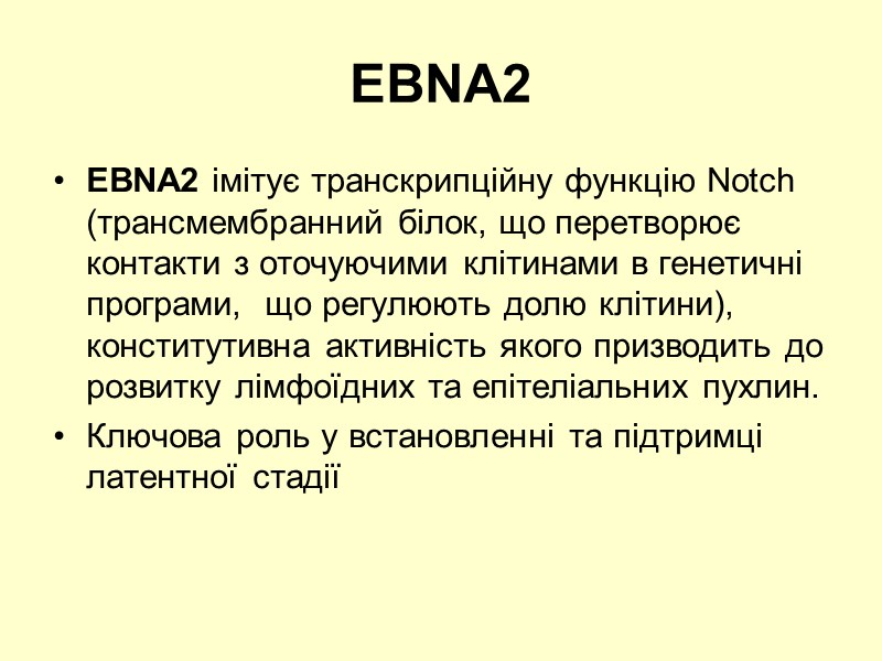 EBNA2 EBNA2 імітує транскрипційну функцію Notch (трансмембранний білок, що перетворює контакти з оточуючими клітинами